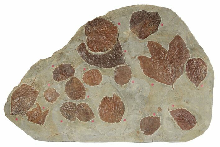 Plate of Seventeen Leaf Fossils - Glendive, Montana #188814